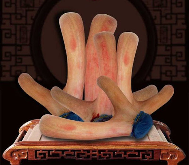 Nhung Hươu Hàn Quốc