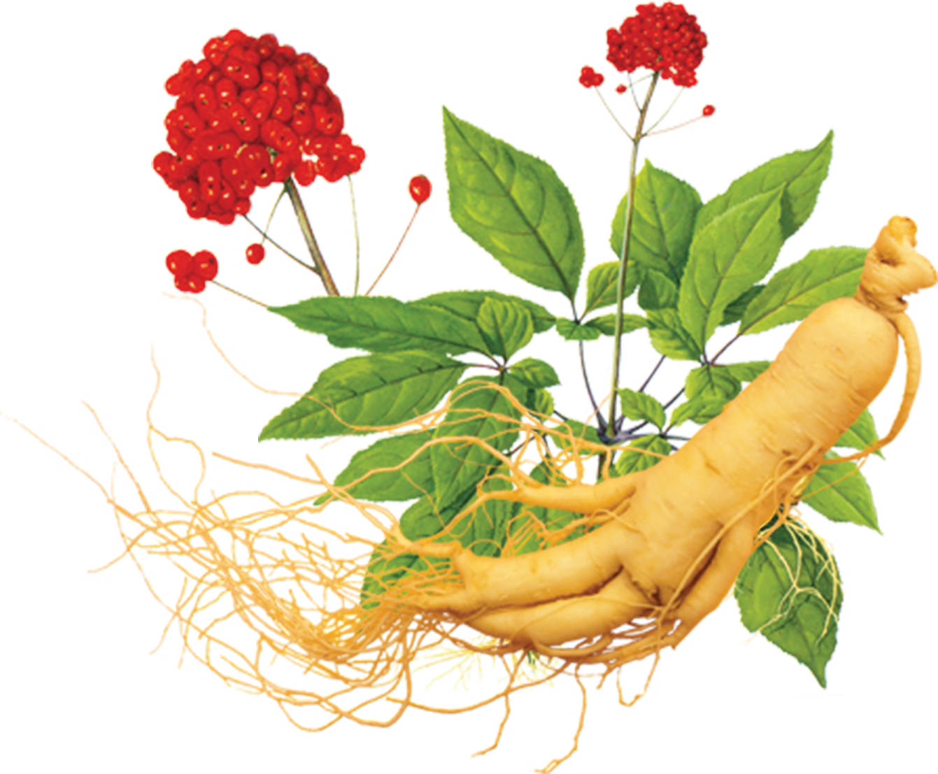 Hình ảnh trang Đăng ký khách hàng